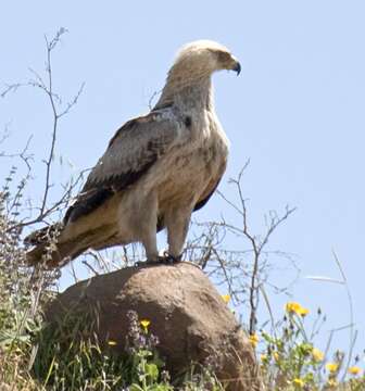 Image of Tawny Eagle