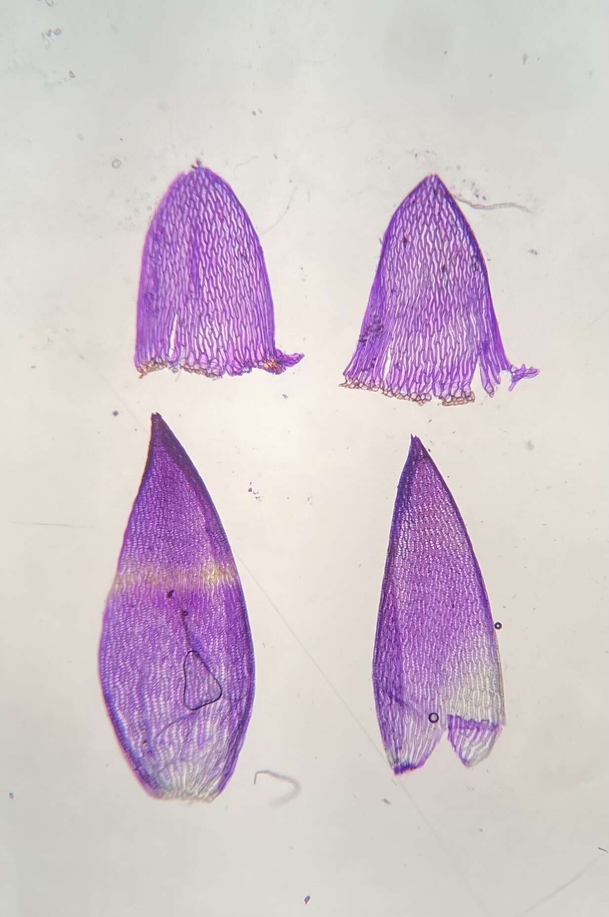 Image of slender cow-horn bog-moss