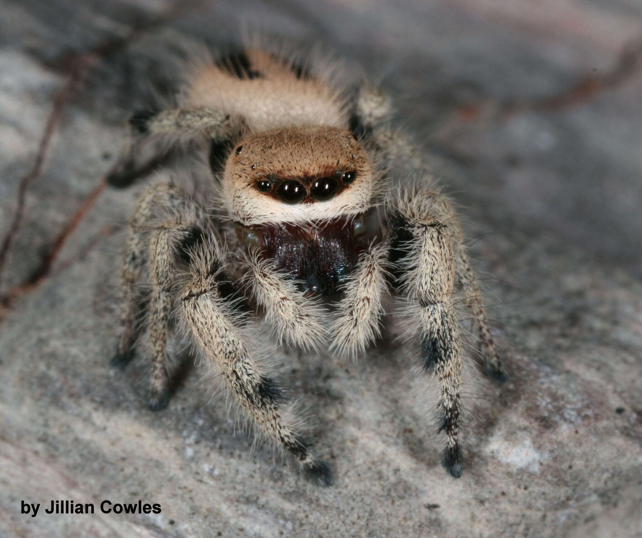 Image of jumping spider