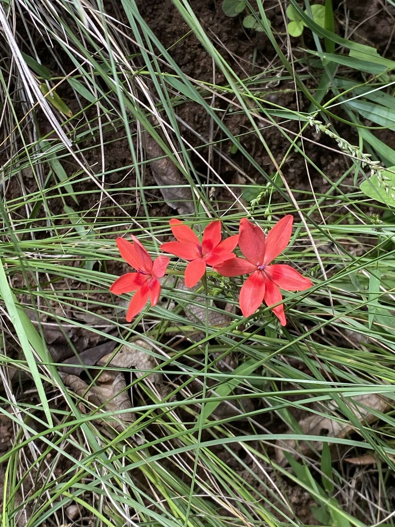 Freesia laxa subsp. laxa resmi