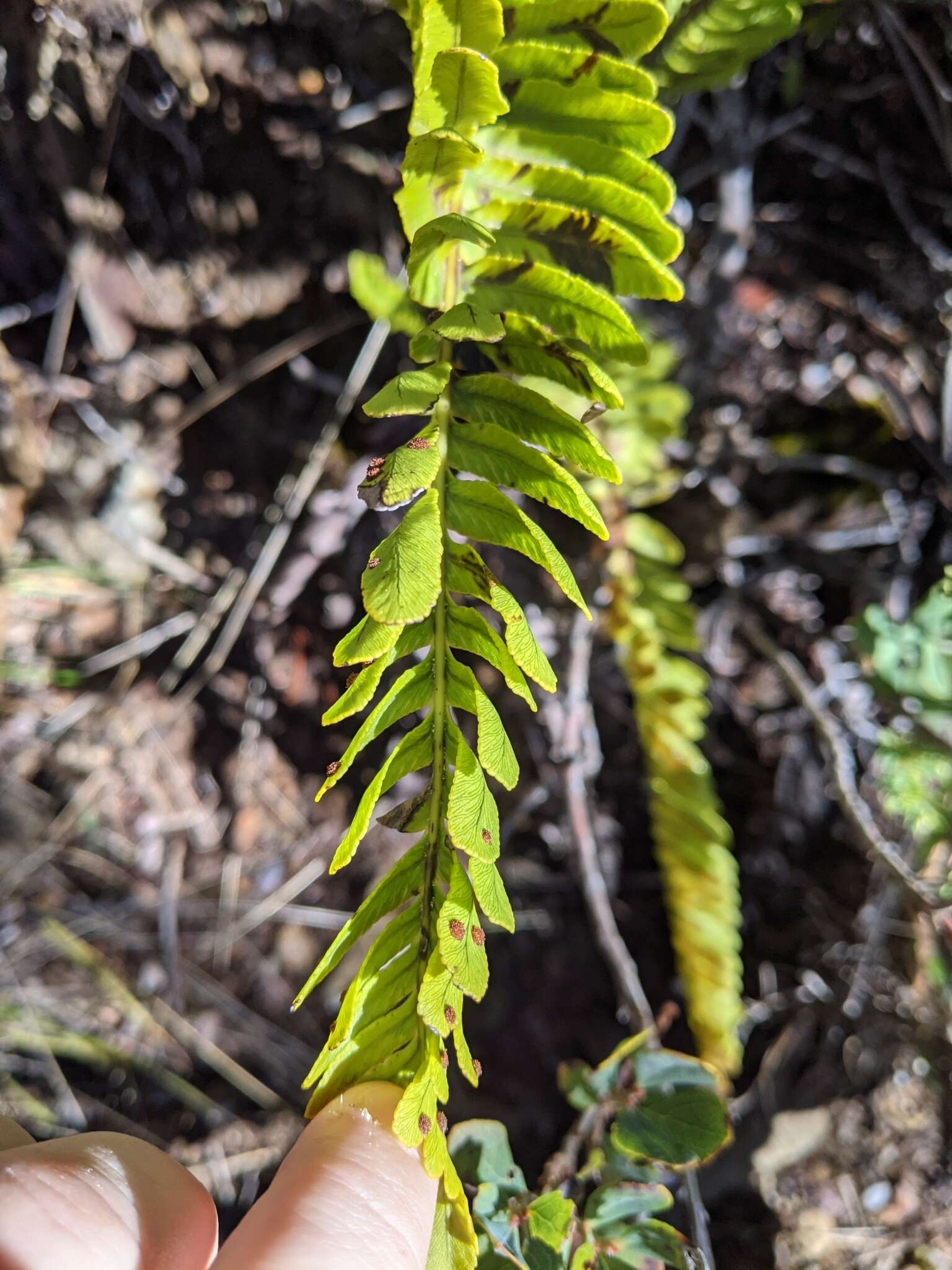 Image de Polypodium pellucidum var. vulcanicum Skottsberg