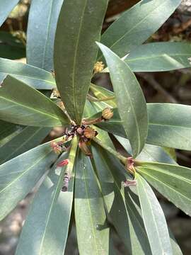 Image of Illicium dunnianum Tutcher