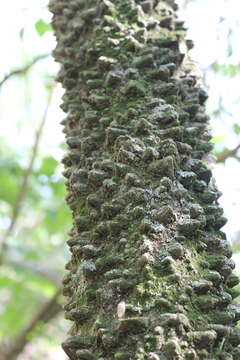 Image of Zanthoxylum rhoifolium Lam.