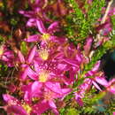 Image of Calytrix fraseri A. Cunn.