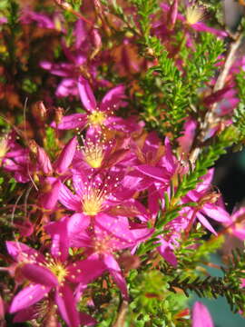 Image of Calytrix fraseri A. Cunn.