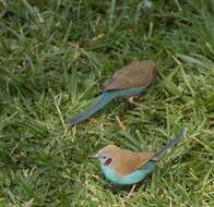 Image of Red-checked Cordon-bleu