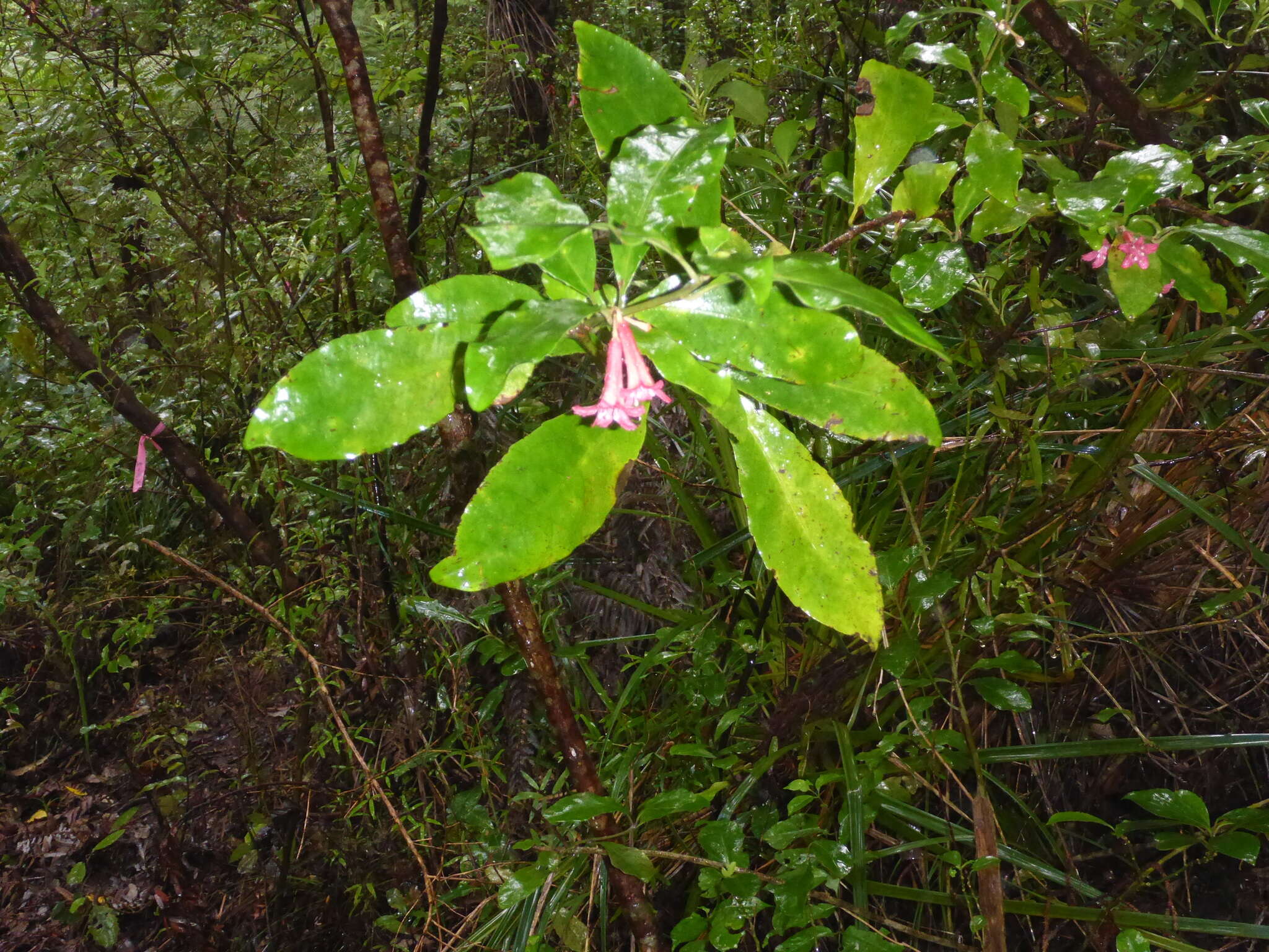 Image of Shrubby honeysuckle