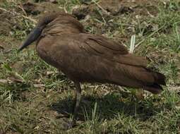 Image of hamerkop