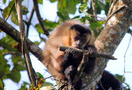 Image of Azaras’s Capuchin