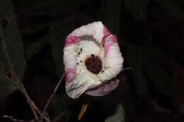 Image of Hibiscus heterophyllus Vent.