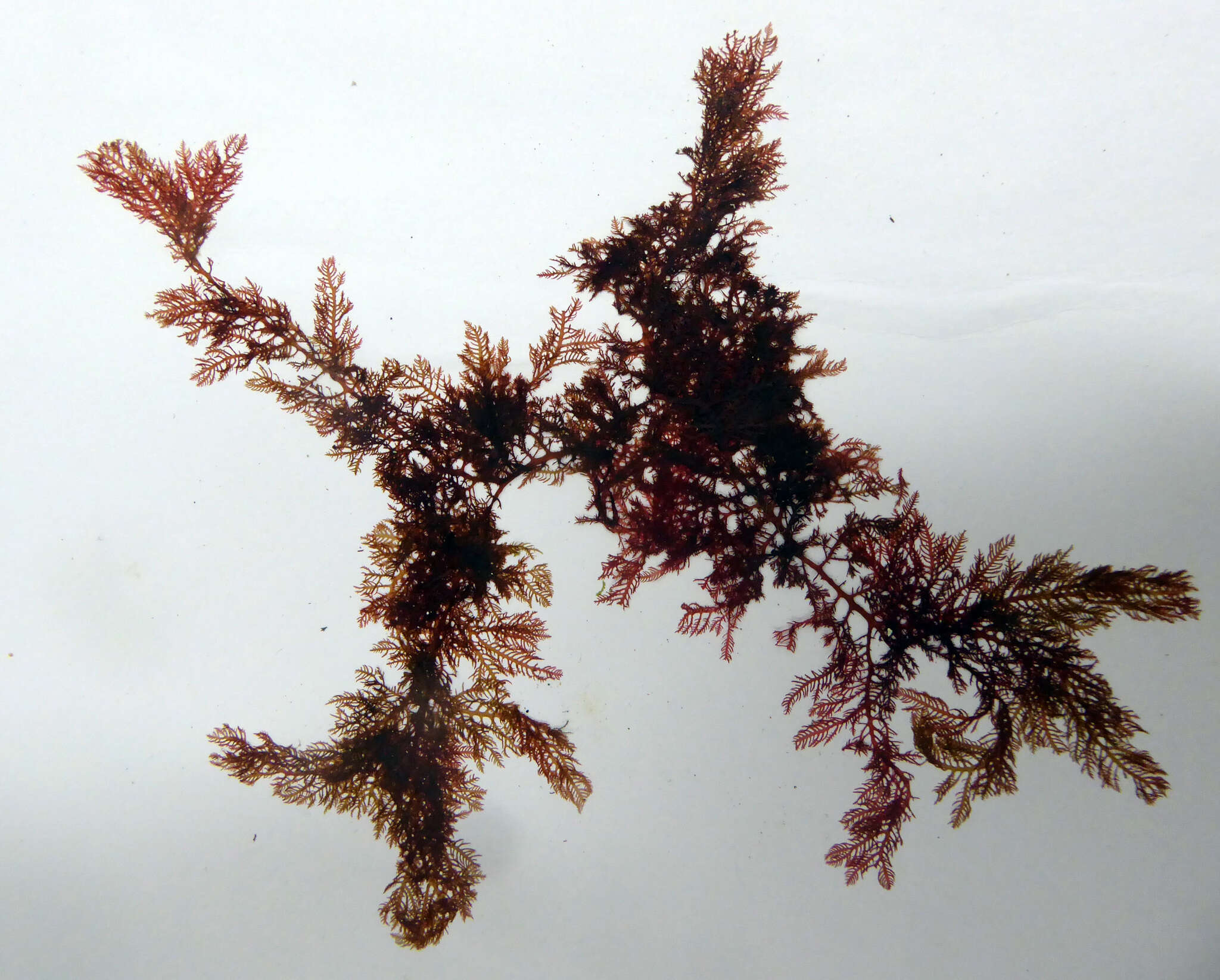 Image of Plocamium angustum