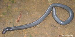 Image of Diard’s blindsnake