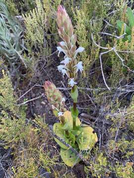 Image of Satyrium candidum Lindl.