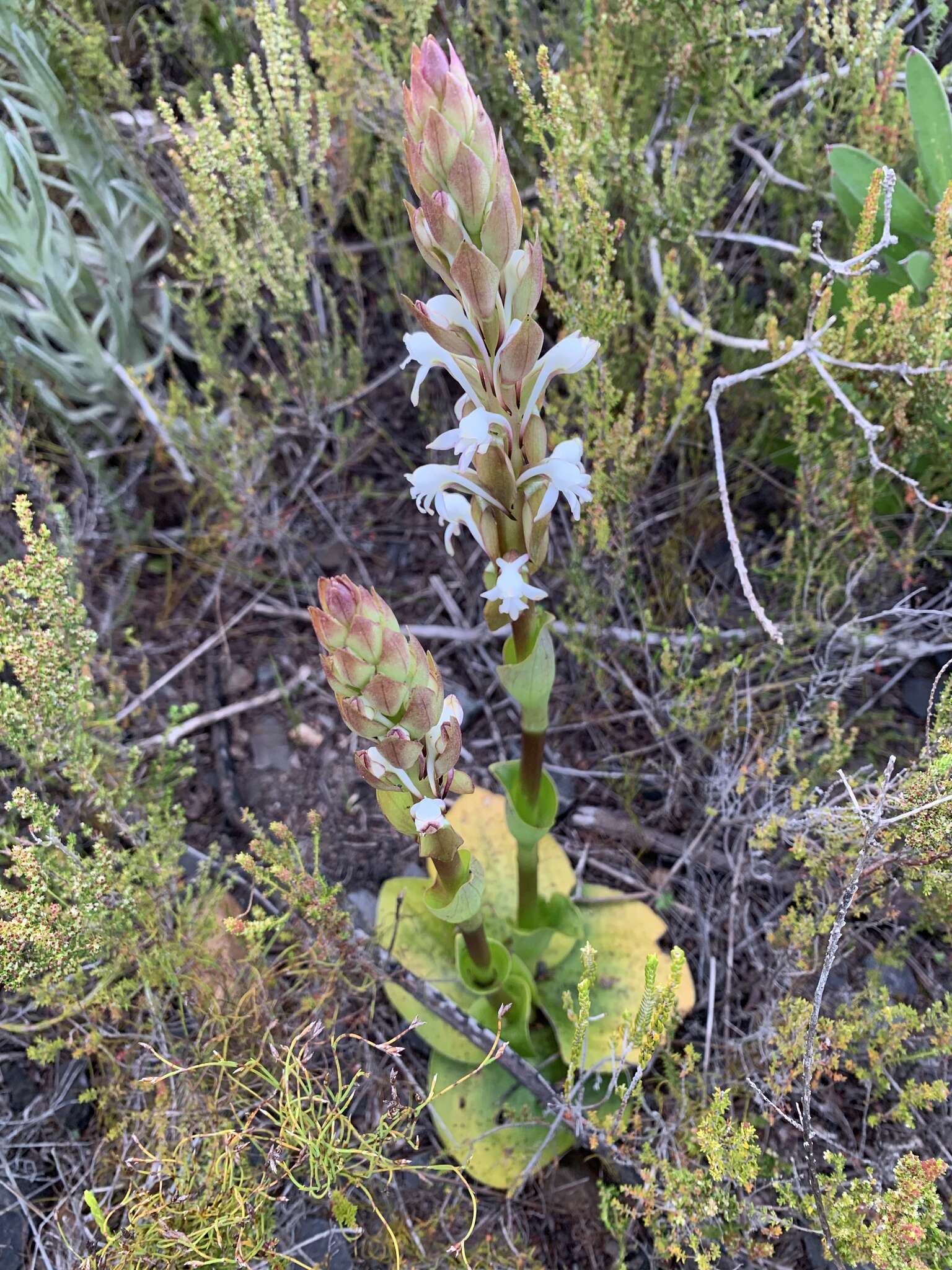 Imagem de Satyrium candidum Lindl.