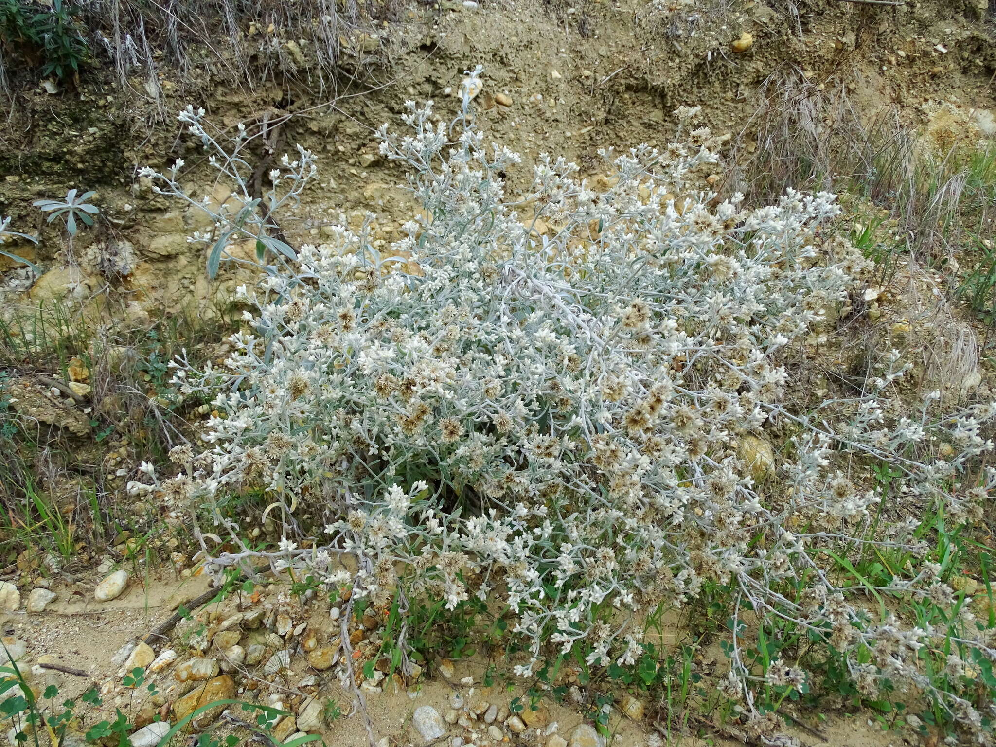 Image de Pseudognaphalium microcephalum (Nutt.) A. A. Anderberg