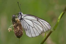 Image of Black-veined White