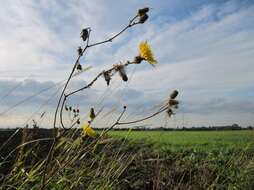 Plancia ëd Sonchus arvensis L.