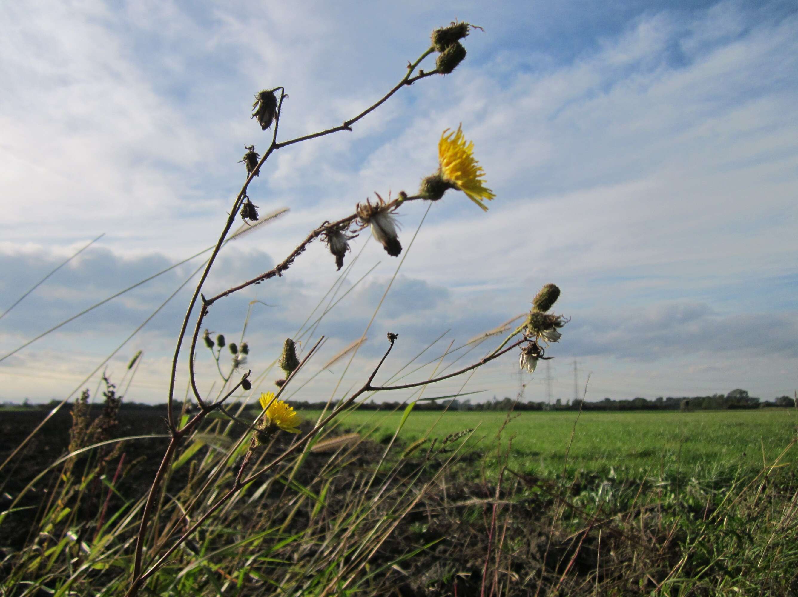 Plancia ëd Sonchus arvensis L.