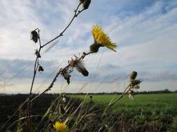 Plancia ëd Sonchus arvensis L.