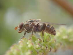 Image of Brachyopa diversa Johnson 1917