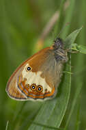 Coenonympha arcania Linnaeus 1761的圖片