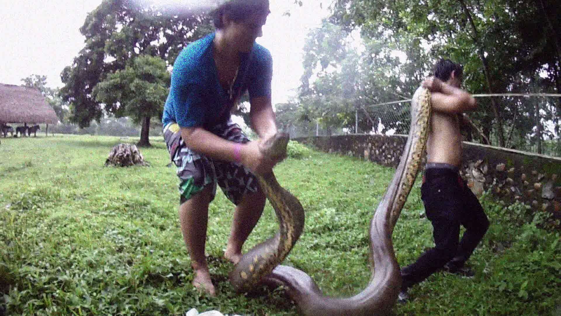 Image of Green anaconda