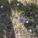 Image of Sixalix atropurpurea subsp. maritima (L.) Greuter & Burdet