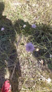 Image of Sixalix atropurpurea subsp. maritima (L.) Greuter & Burdet