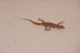 Image of Sahelian Fan-toed Gecko