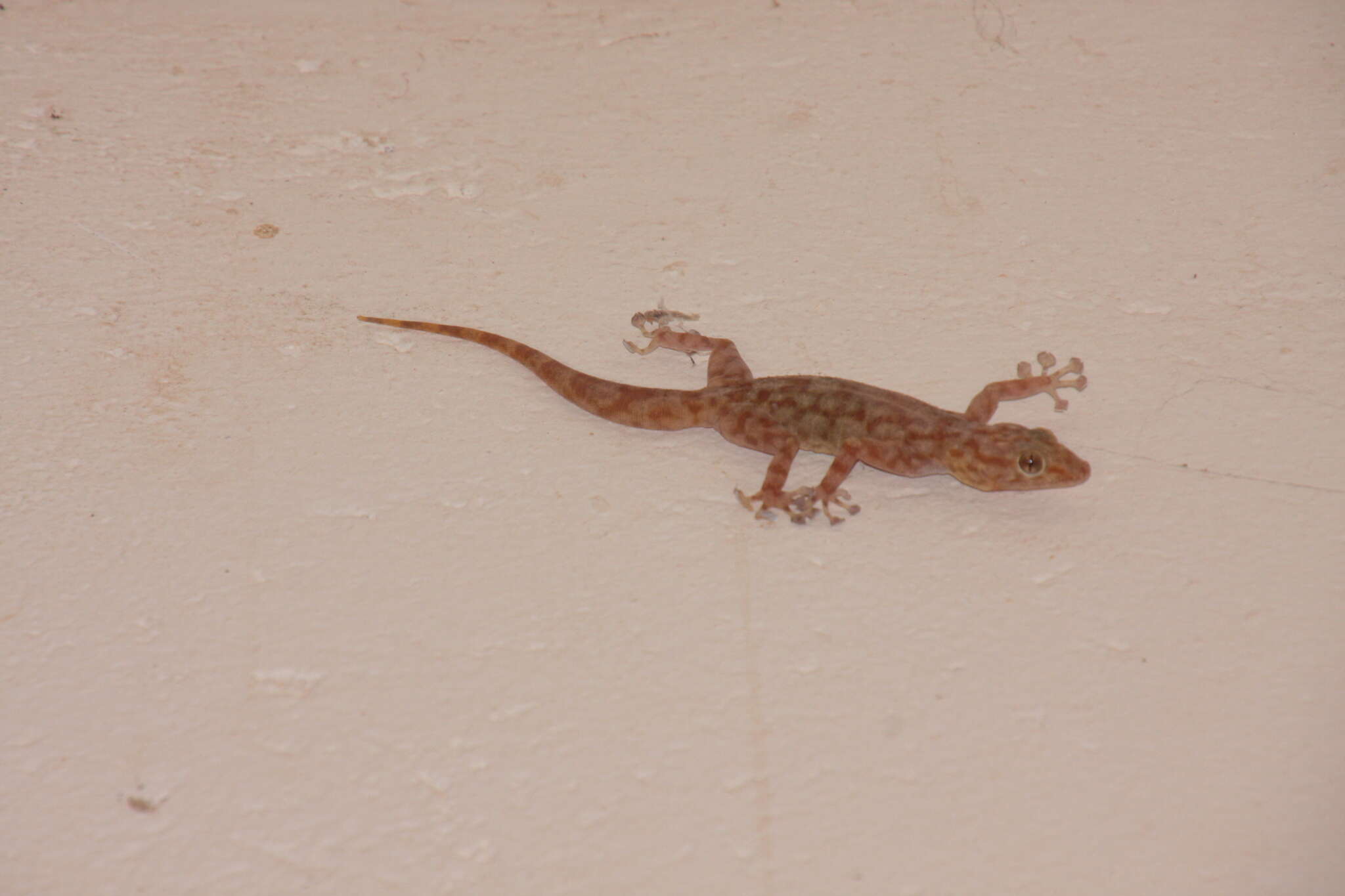 Image of Sahelian Fan-toed Gecko