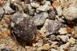 Image of Gelastocoris rotundatus Champion 1901