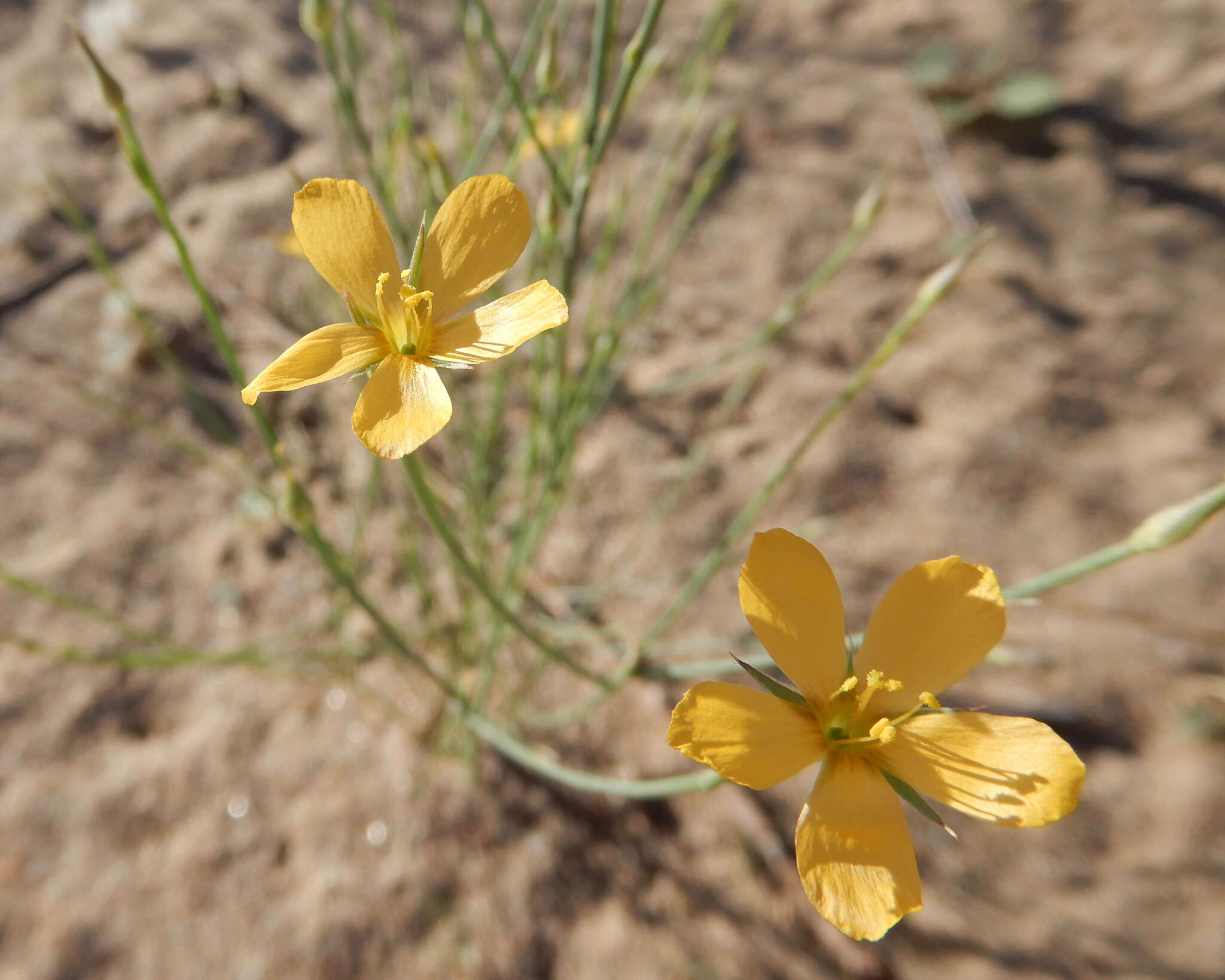 Linum aristatum Engelm. resmi