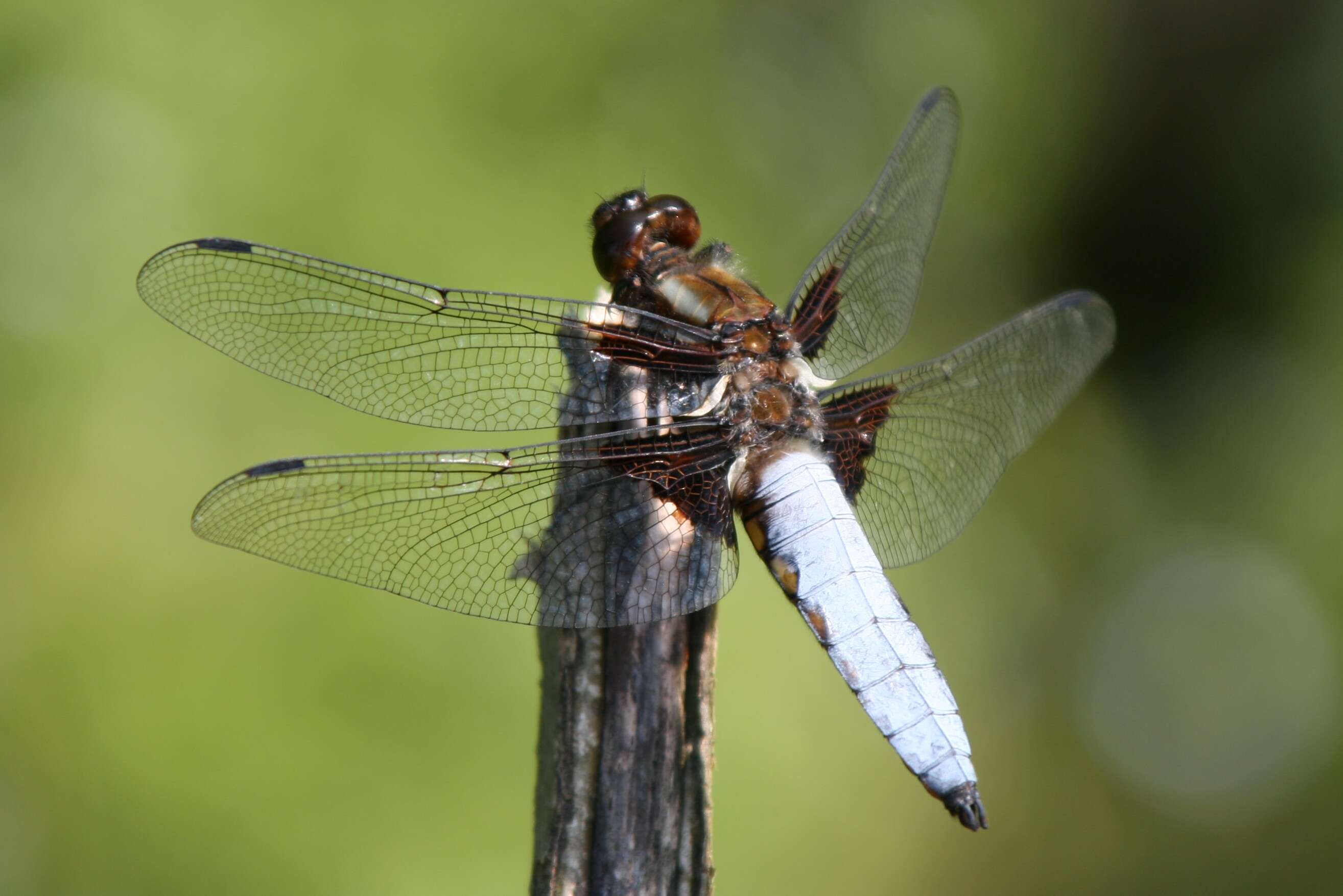 Image of Broad-bodied chaser