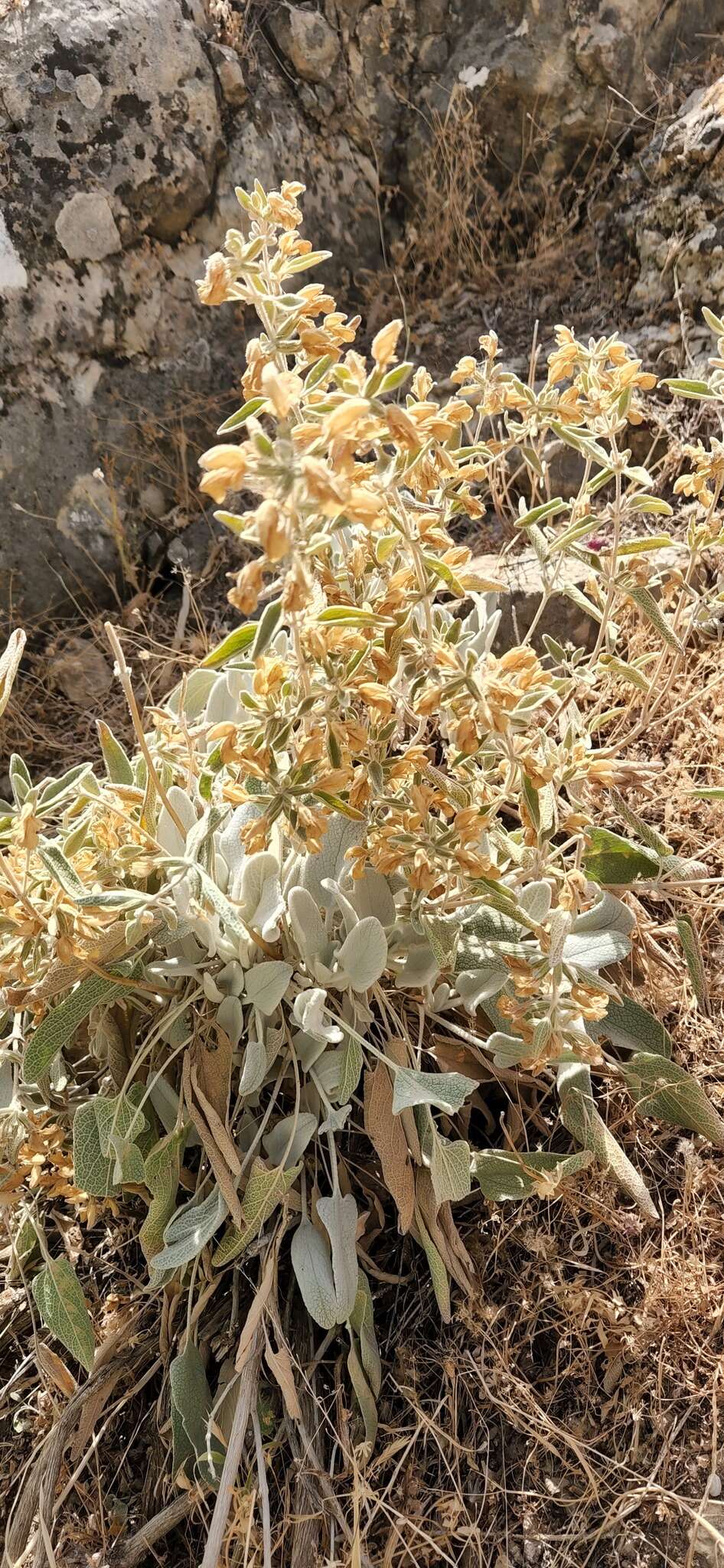 Image of Phlomis brachyodon (Boiss.) Zohary ex Rech. fil.