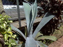 Image of tequila agave