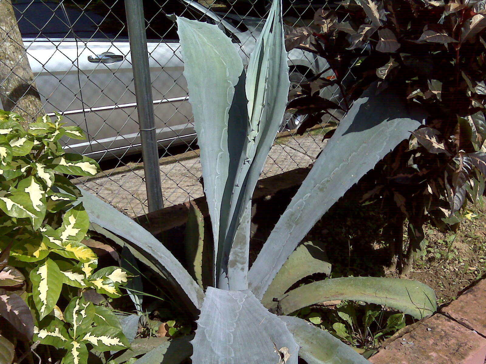 Image of tequila agave