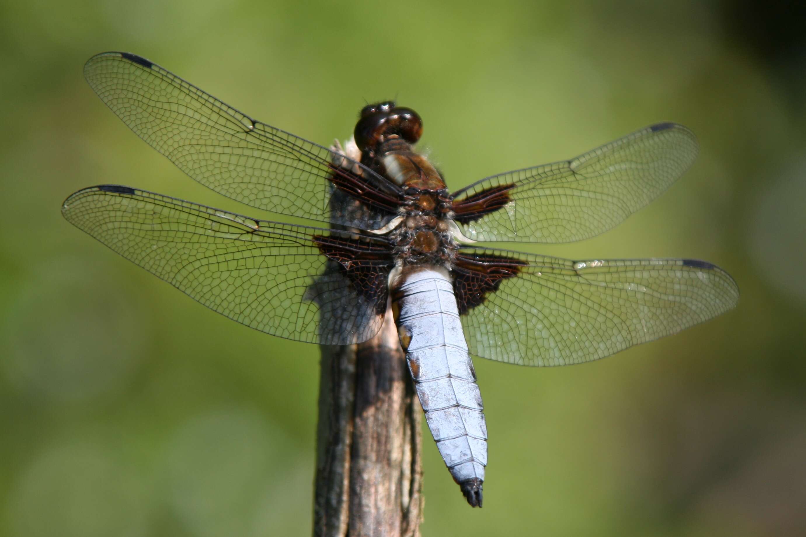 Image of Broad-bodied chaser