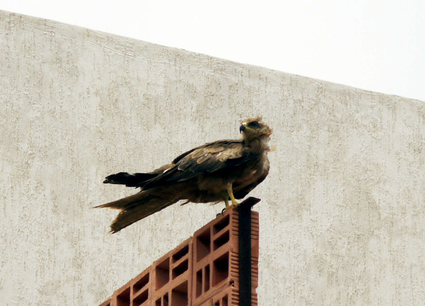 Image of Black Kite