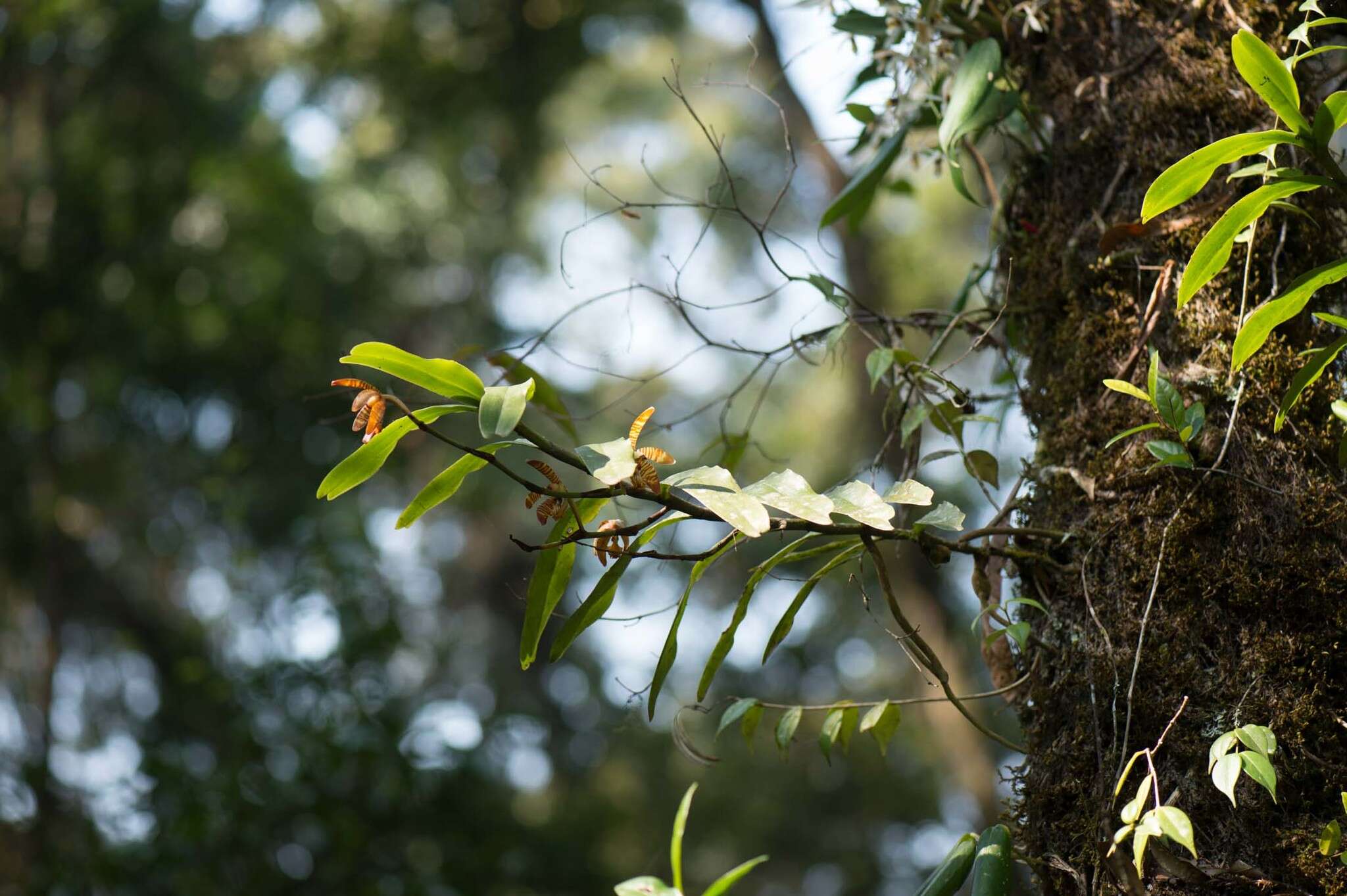 Imagem de Arachnis clarkei (Rchb. fil.) J. J. Sm.