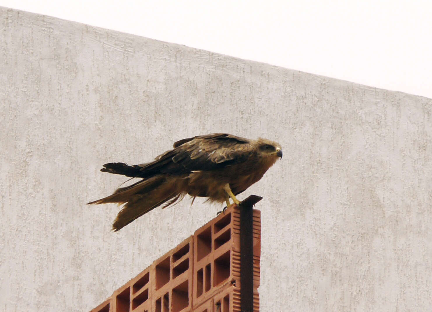 Image of Black Kite