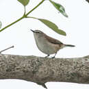 Image of Mangrove Gerygone