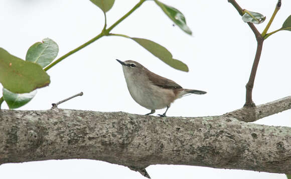 Image of Mangrove Gerygone