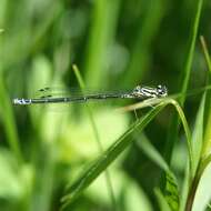 Image of Azure Bluet