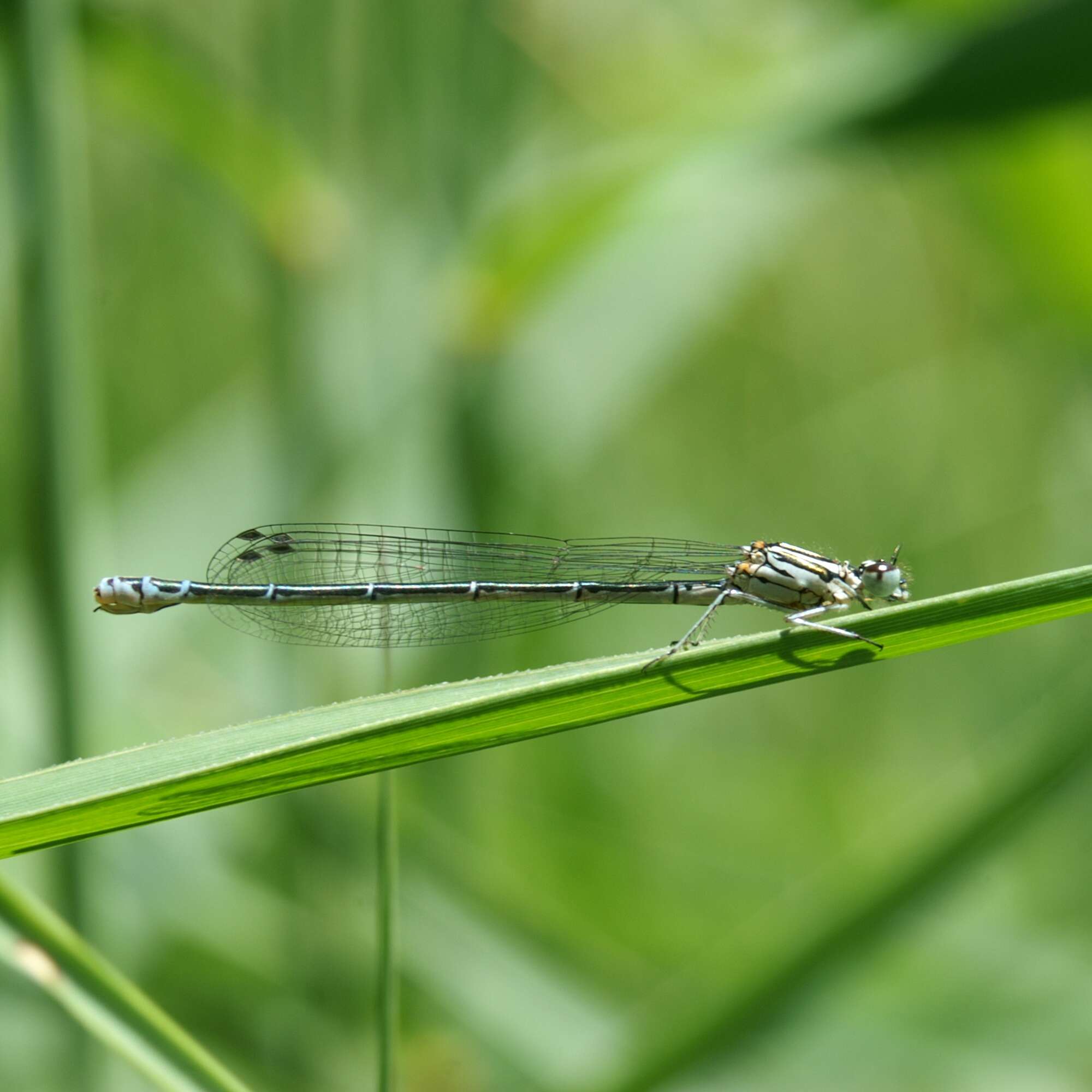 Image of Azure Bluet