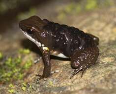 Image of Panama rocket frog