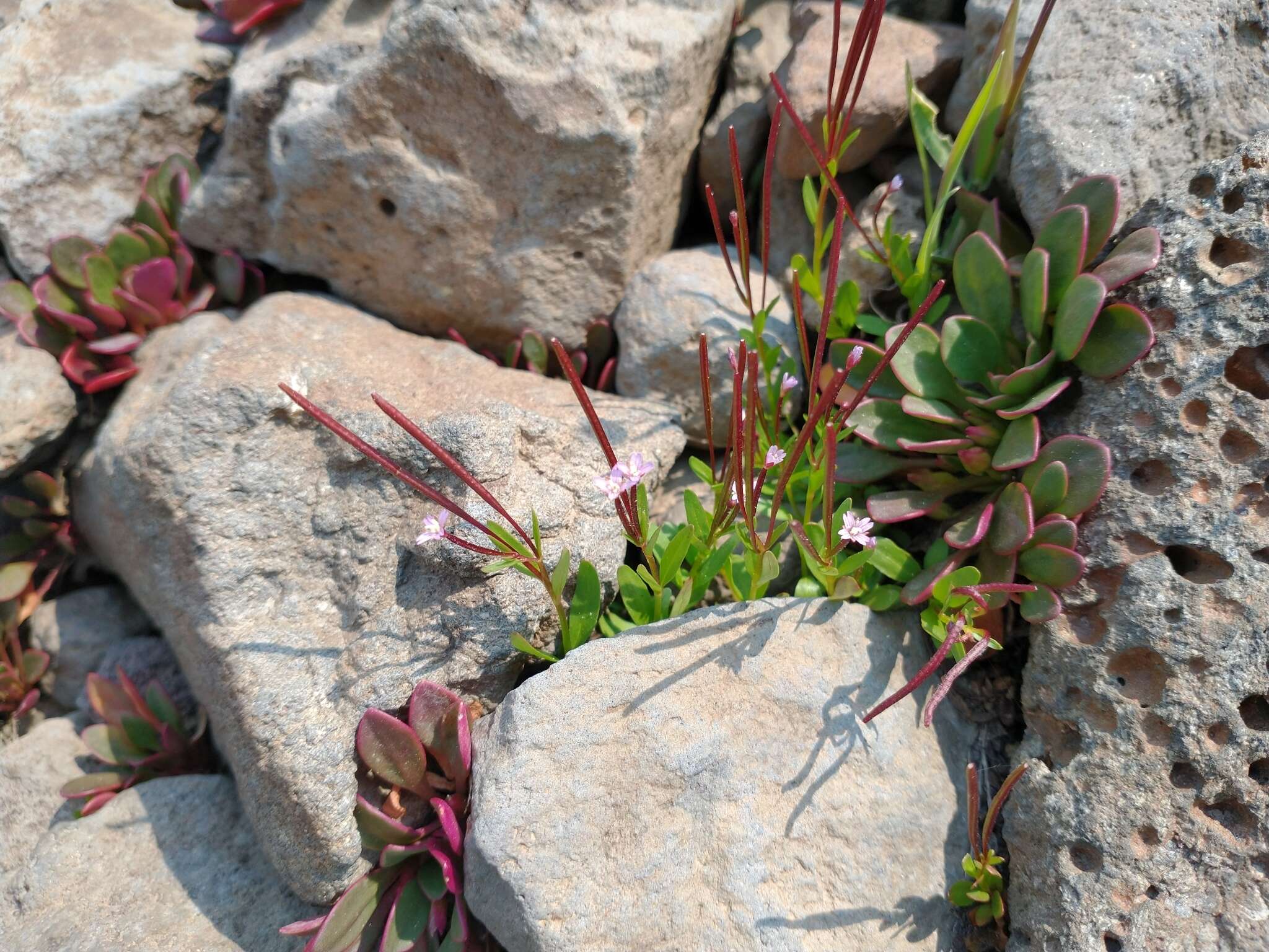 Image of pimpernel willowherb