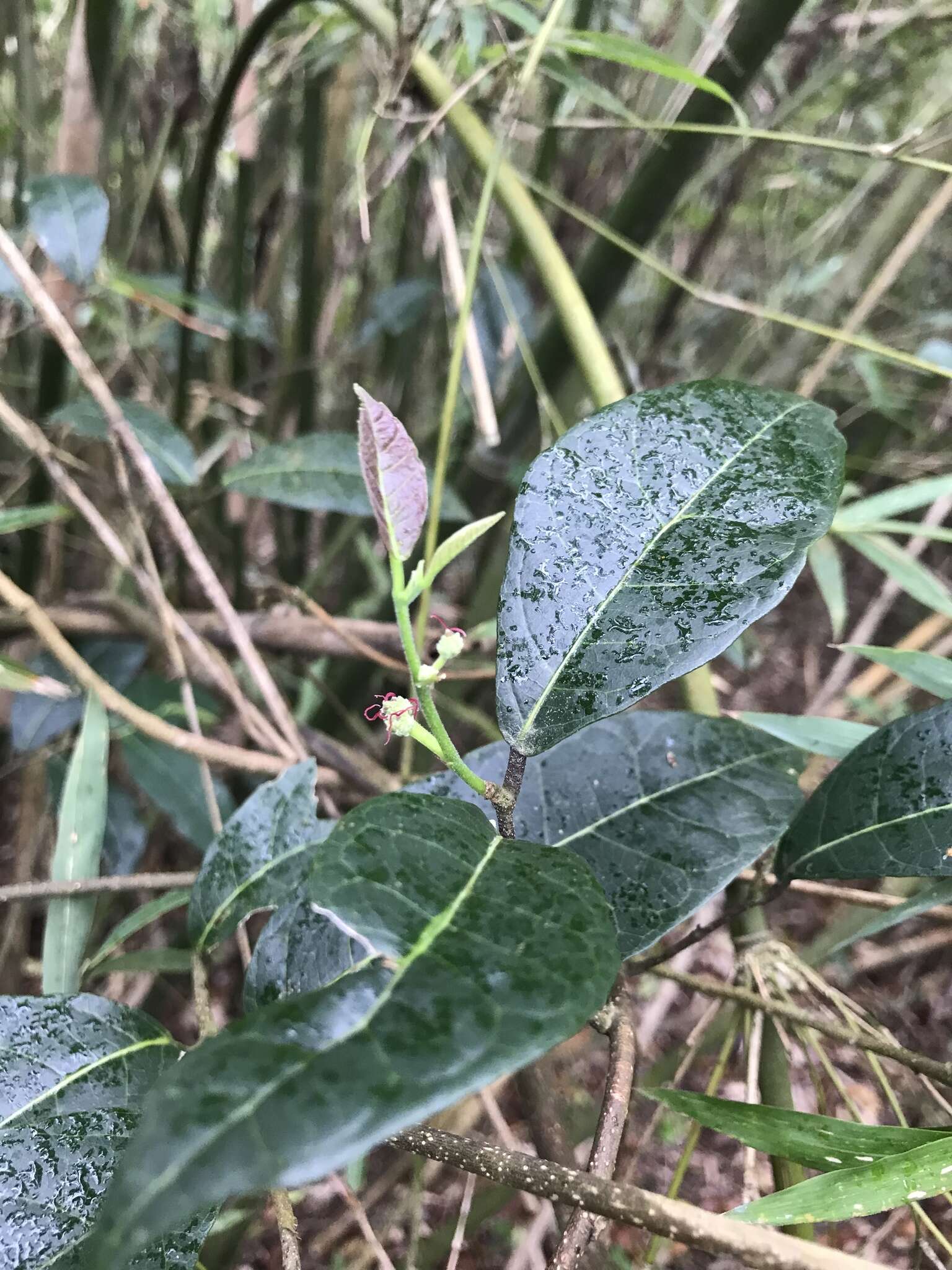 Image of Trophis scandens subsp. scandens