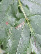 Image of Stigmella magdalenae (Klimesch 1950) Emmet 1979