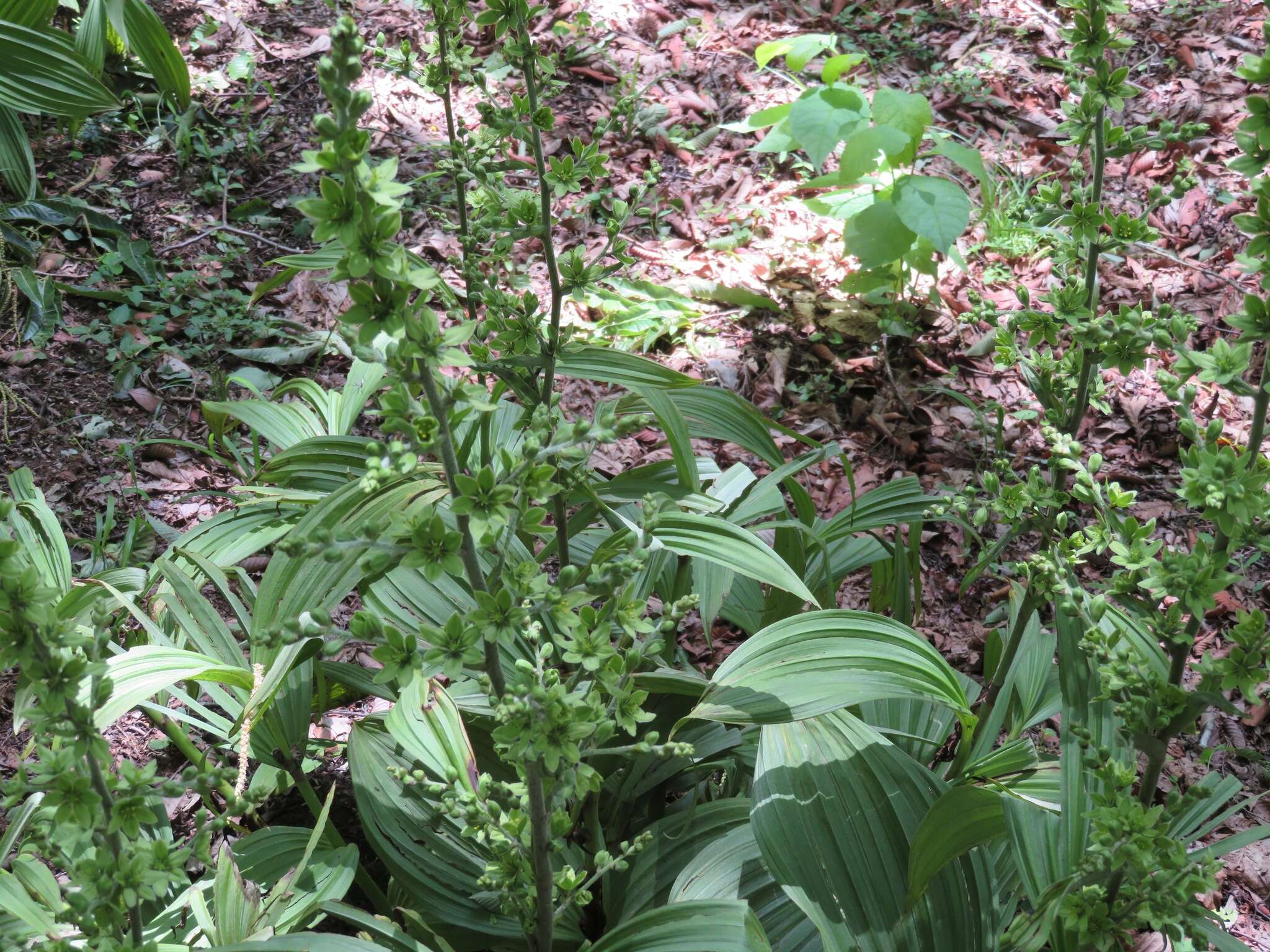 Image of white false hellebore