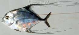 Image of African Pompano